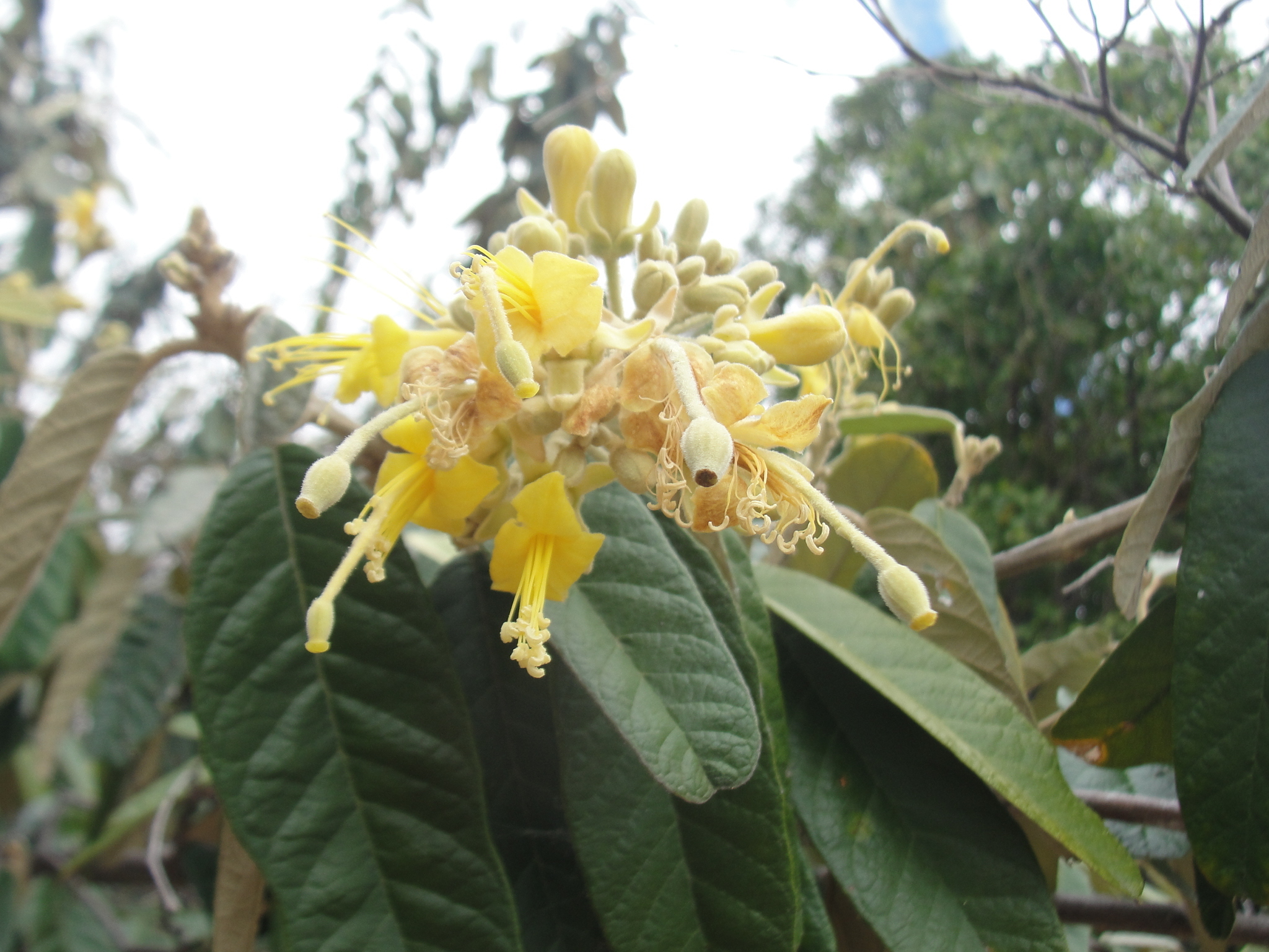 Colicodendron yco