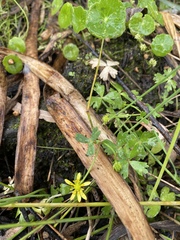 Ranunculus amphitrichus