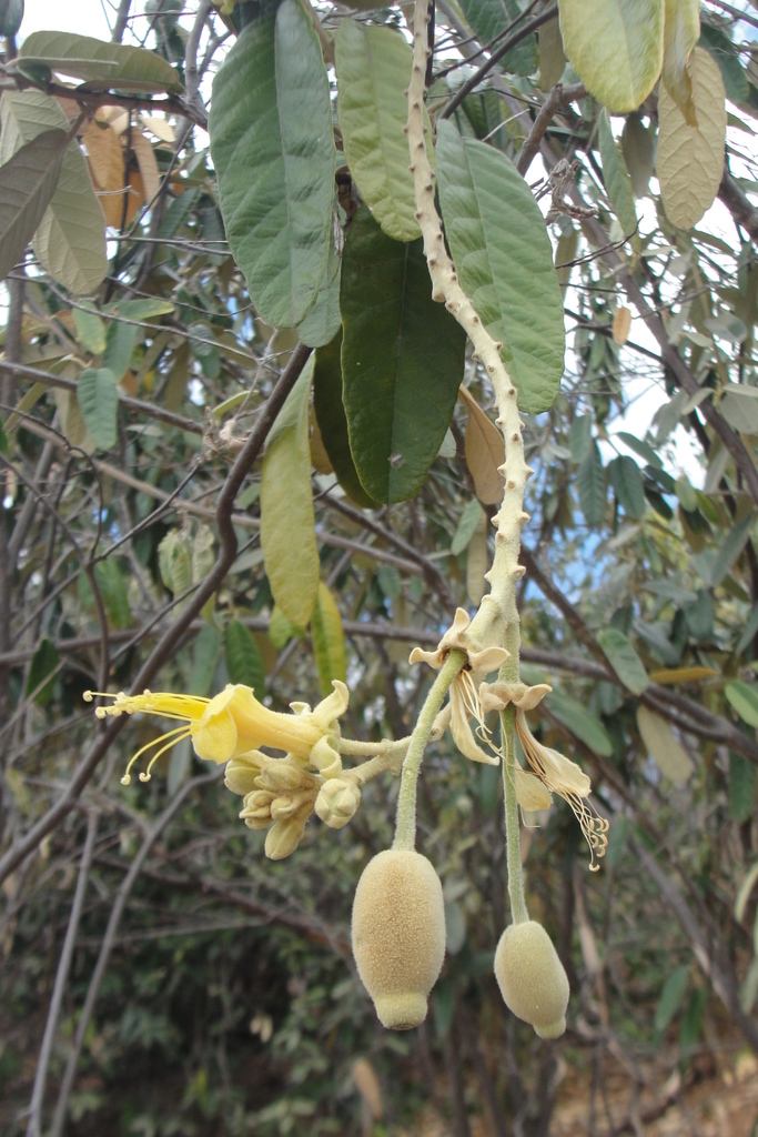 Colicodendron yco