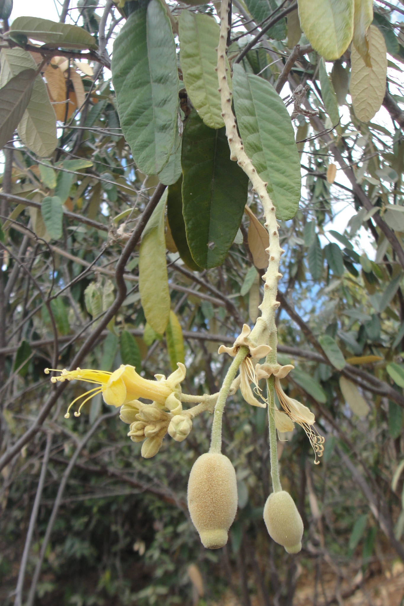 Colicodendron yco
