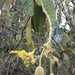 Colicodendron yco - Photo (c) Marcondes Oliveira, alguns direitos reservados (CC BY-NC), uploaded by Marcondes Oliveira