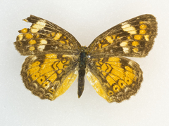 Phyciodes batesii anasazi