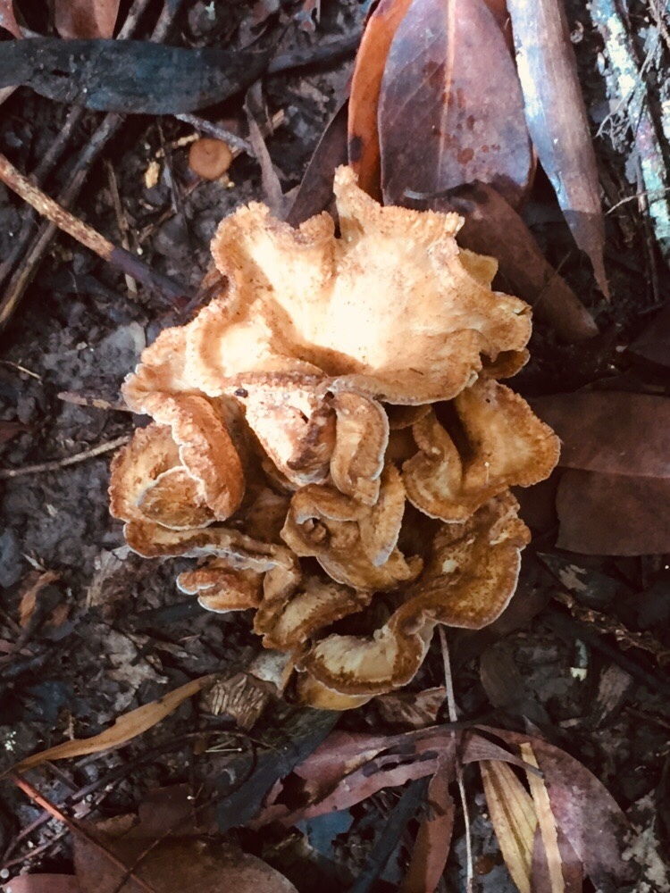 Dichantharellus