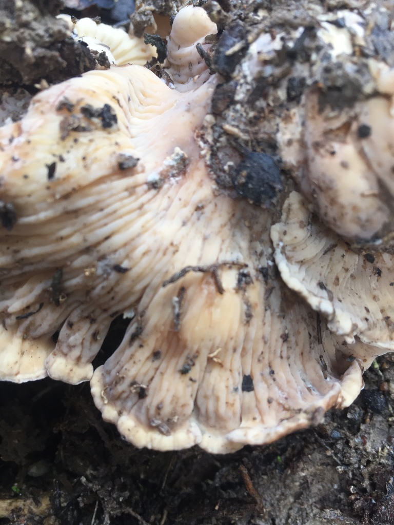 Dichantharellus brunnescens
