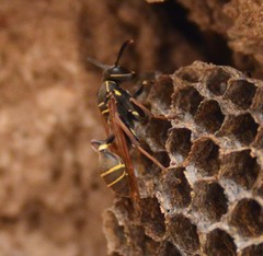 Mischocyttarus pallidipectus