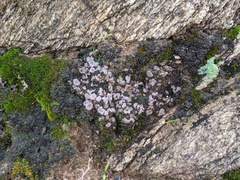 Psora crenata