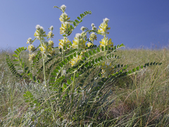 Astragalus vulpinus