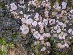 Psora crenata