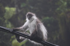 Presbytis siamensis