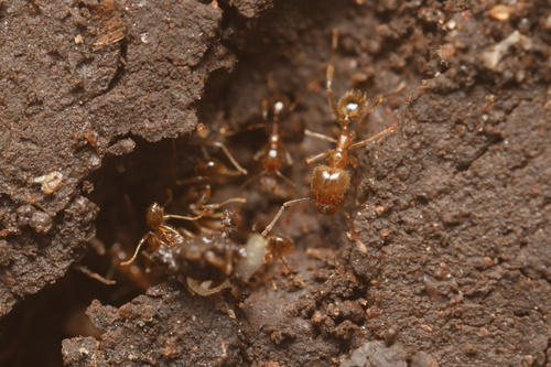 Pheidole alfaroiPheidole alfaroi
