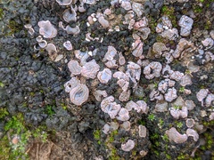 Psora crenata