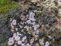 Psora crenata