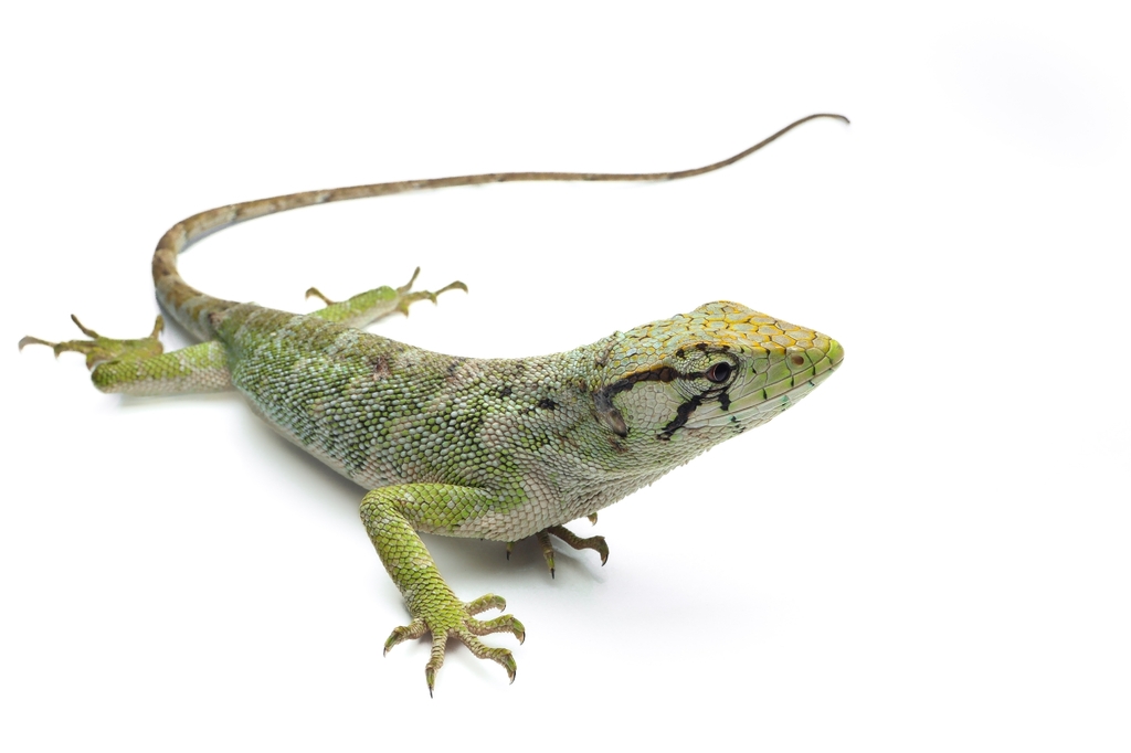 Common Monkey Lizard