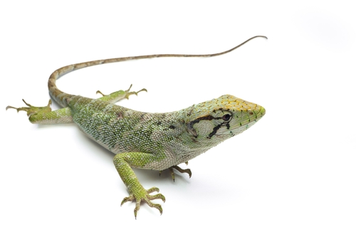 Common Monkey Lizard