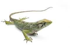 Common Monkey Lizard