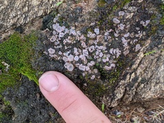 Psora crenata