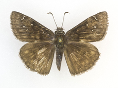 Erynnis meridianus