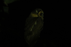 Strix leptogrammica