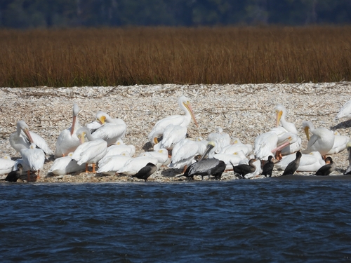 American White Pelican photographed in Georgia