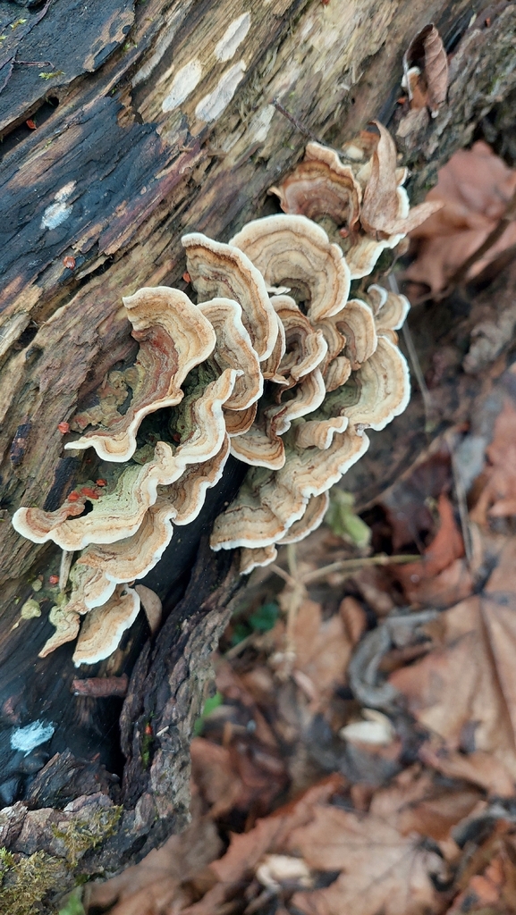 Stereum subtomentosum · November 2025 · photo: © viktorstrenada (iNaturalist, cc-by)