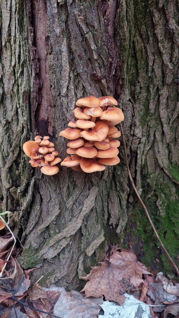 Flammulina · November 2025 · photo: © viktorstrenada (iNaturalist, cc-by)