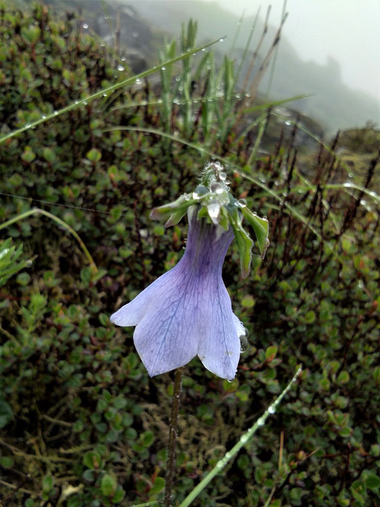 Codonopsis thalictrifolia