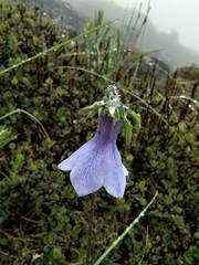 Codonopsis thalictrifolia