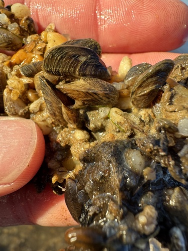 Mytilopsis leucophaeata, 2025-11-29