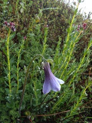 Codonopsis thalictrifolia