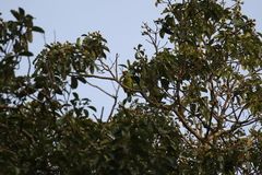 Psilopogon oorti