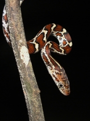 Pseudelaphe flavirufa