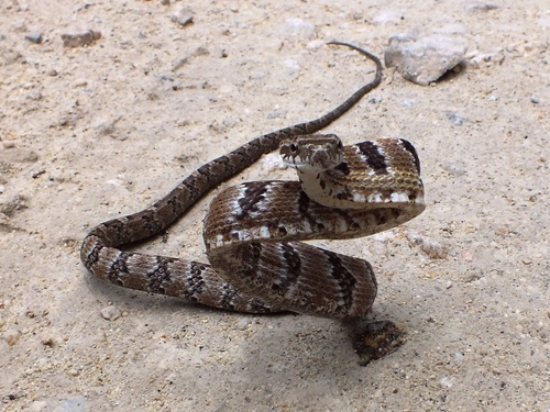 Puffing Snake