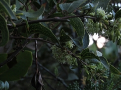Smilax tomentosa