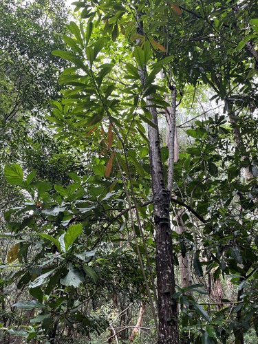 Cerbera floribunda, photograph 2