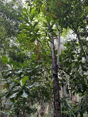 (c) Samuel Brown, some rights reserved (CC BY) Cerbera floribunda, photograph (c) Samuel Brown, some rights reserved (CC BY)