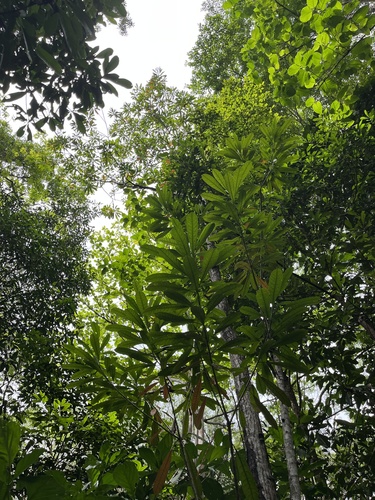 Cerbera floribunda, photograph 3