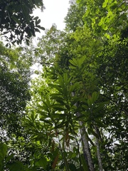 (c) Samuel Brown, some rights reserved (CC BY) Cerbera floribunda, photograph (c) Samuel Brown, some rights reserved (CC BY)