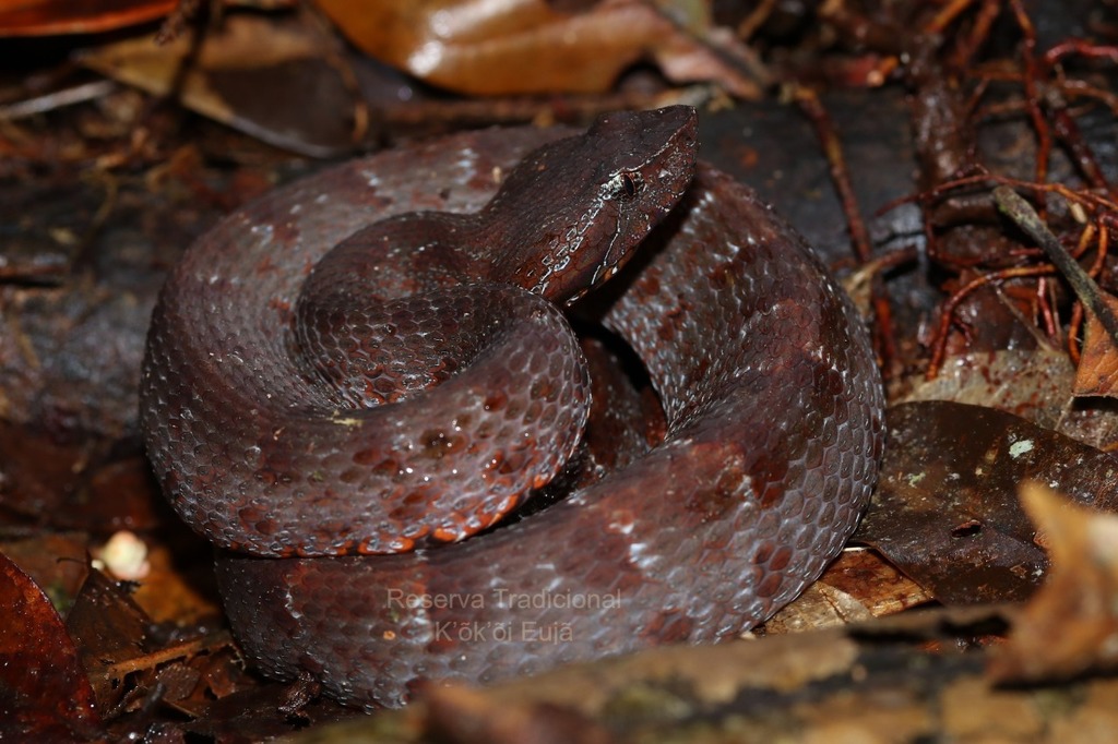 Chocoan Toadheaded Pitviper
