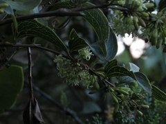 Smilax tomentosa