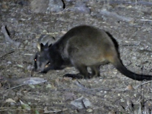 Brush-tailed Rock Wallaby
