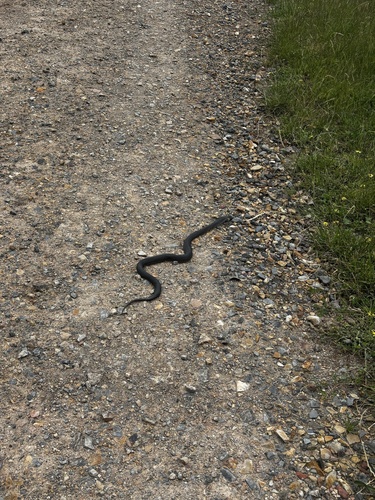 Lowlands Copperhead sighting