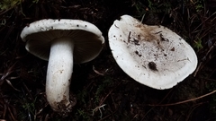 Tricholoma pardinum