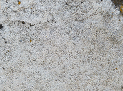 Bagliettoa calciseda