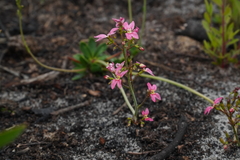 Stylidium ornatum