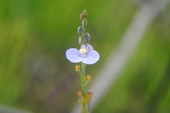 Comesperma defoliatum