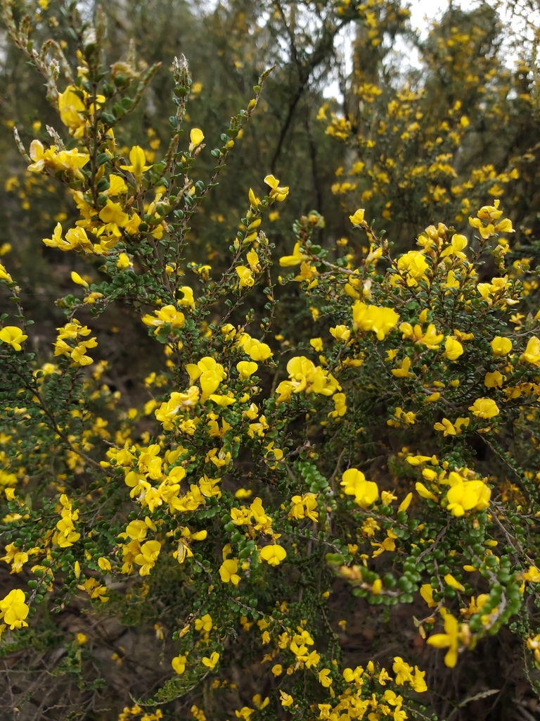 Bossiaea sericea