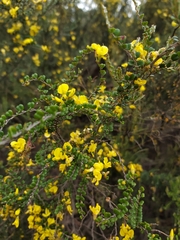 Bossiaea sericea