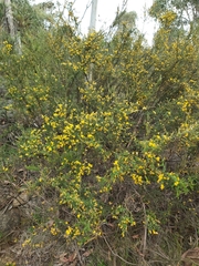 Bossiaea sericea