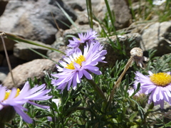 Erigeron pinnatisectus
