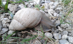Megalobulimus lorentzianus